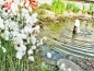 Preview: Wollgras - Eriophorum angustifolium